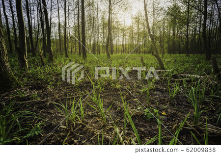 Young alder forest, beautiful forest landscape on 62009838