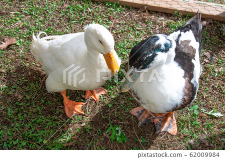 Ducks Ducks 62009984