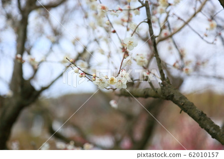 Shiraume Family 62010157