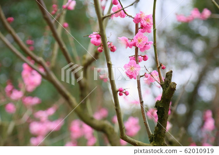 Plum blossoms Kochi Plum blossoms Kochi 62010919