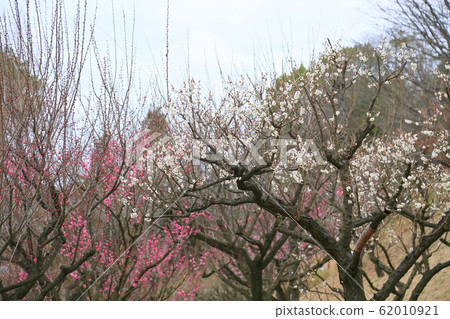 White plum blossom winter solstice White plum blossom winter solstice 62010921