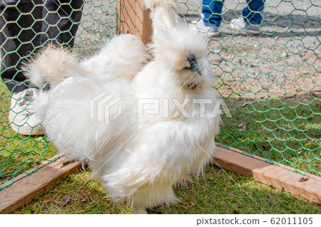 烏骨雞雞 62011105