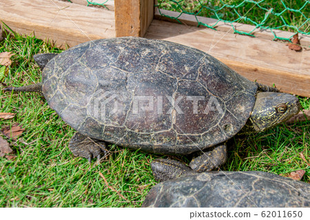 Black-backed turtle 62011650