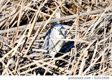 大藍鷺 62011686