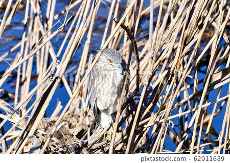 夜鷺 夜鷺 62011689