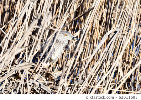 Night heron Night heron 62011693