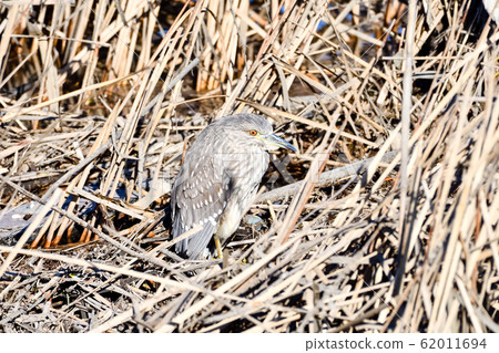Night heron Night heron 62011694