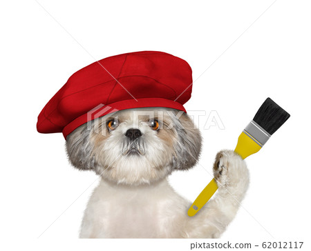 Shitzu dog as a painter with a brush. Isolated on white Shitzu dog as a painter with a brush. Isolated on white 62012117