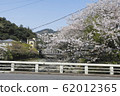 Yumotobashi cherry blossoms 62012365