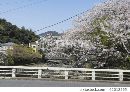 Yumotobashi cherry blossoms Yumotobashi cherry blossoms 62012365