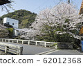 Yumotobashi and cherry blossoms 62012368