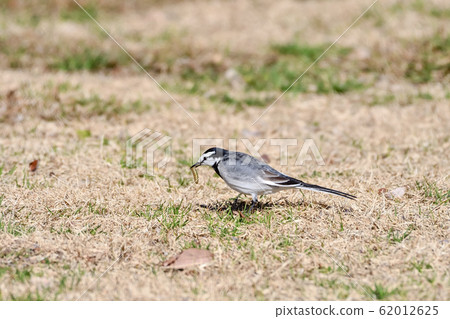 Hakusekirei caught the bait 62012625