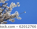  Cherry blossoms and blue sky 62012766