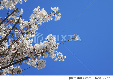 櫻花和藍天 櫻花和藍天 62012766