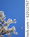 Blue sky and cherry blossoms 62012767