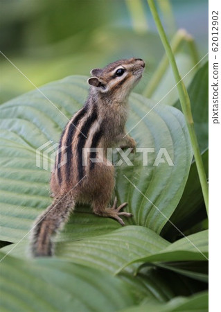 花栗鼠 62012902