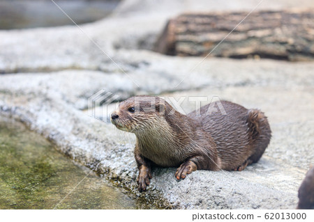 Kotsumekawauso Kotsumekawauso 62013000