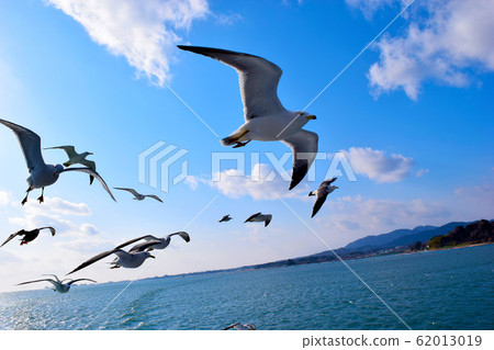 Travel with seagulls 62013019