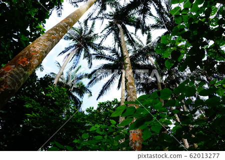 八重山棕櫚 62013277