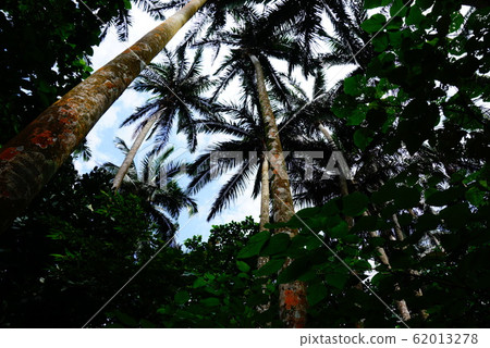八重山棕櫚 62013278