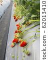 Strawberry picking strawberries 62013410