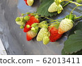 Strawberry cultivation 62013411