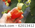 Strawberry picking 62013412