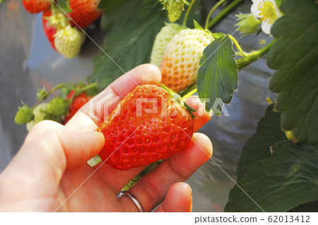 Strawberry picking Strawberry picking 62013412