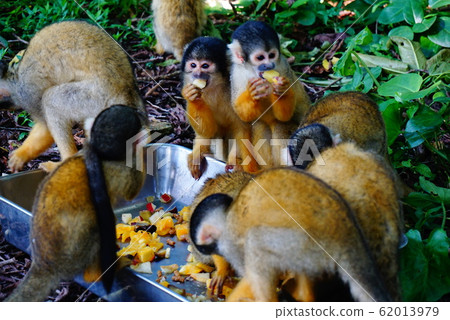 Squirrel monkey 62013979