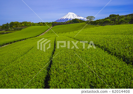 [靜岡縣]富士山茶園 62014408