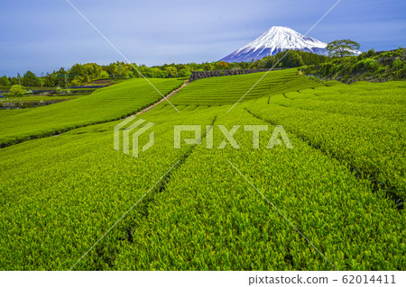 [靜岡縣]富士山茶園 62014411