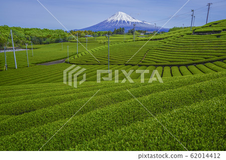 [Shizuoka Prefecture] Mt. Fuji Tea Field 62014412