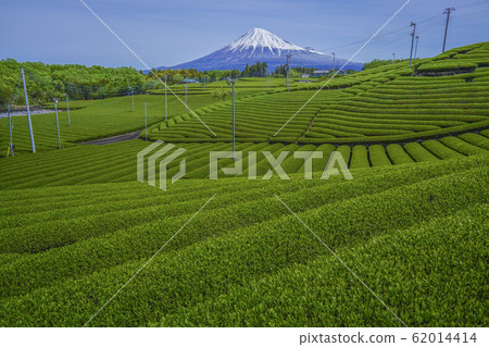 [Shizuoka Prefecture] Mt. Fuji Tea Field 62014414