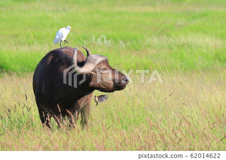 African buffalo 62014622