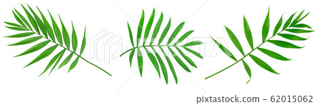 Green leaves of palm tree isolated on white background with clipping path. Set or collection Green leaves of palm tree isolated on white background with clipping path. Set or collection 62015062