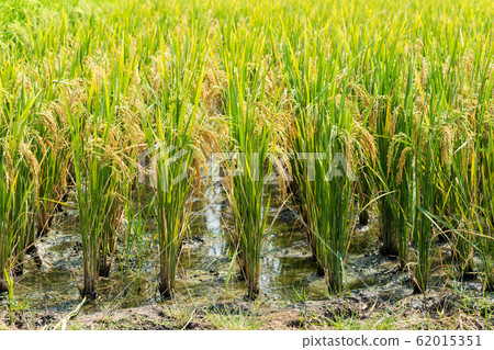 Organic ripe jasmine rice farm, Thailand 62015351