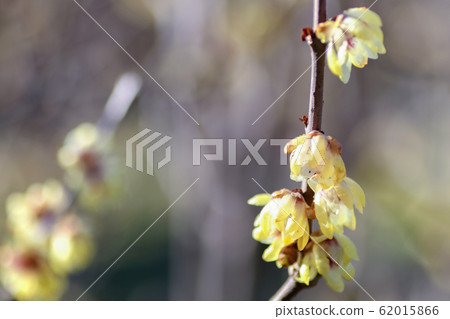 Rowey Rowey 62015866