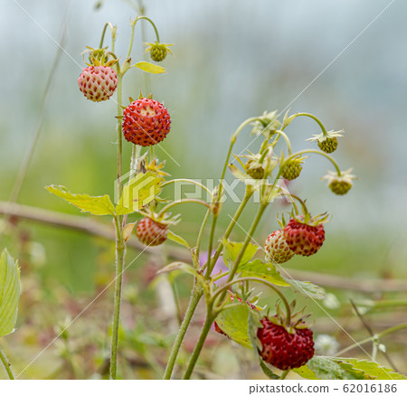 Berry of ripe strawberries close up. Nature of 62016186