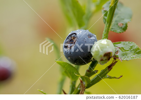 Blueberry antioxidants on a background of 62016187