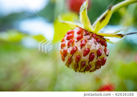 Berry of ripe strawberries close up. Nature of 62016188