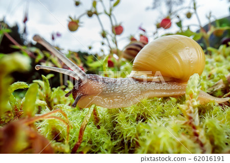 Snail slowly creeping along super macro close-up 62016191