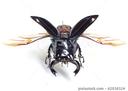 Mesotopus tarandus 62016324