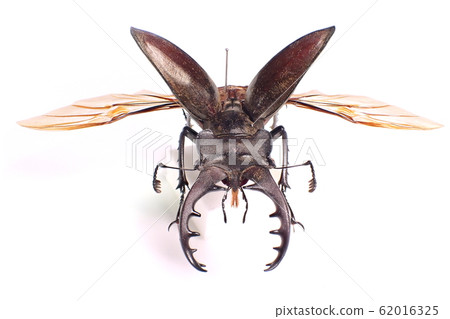 Stag beetle Lucanus maculifemoratus Stag beetle Lucanus maculifemoratus 62016325