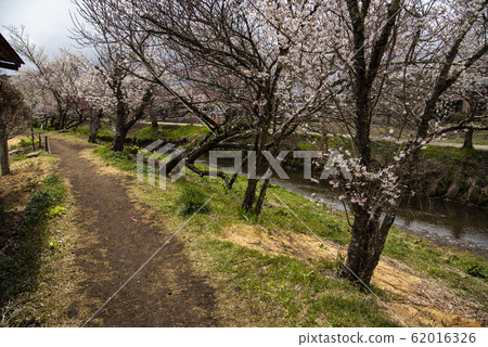 Japanese pink and white cherry sakura blossom Japanese pink and white cherry sakura blossom 62016326