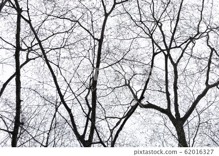 Pattern of dried tree braches texture against Pattern of dried tree braches texture against 62016327