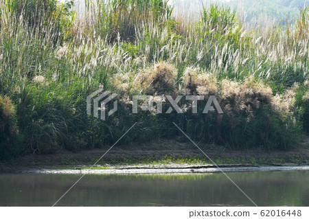 照野遙（Teruyo Harukazora）和類似川邊的遮陽蓬花蓬勃發展。 62016448