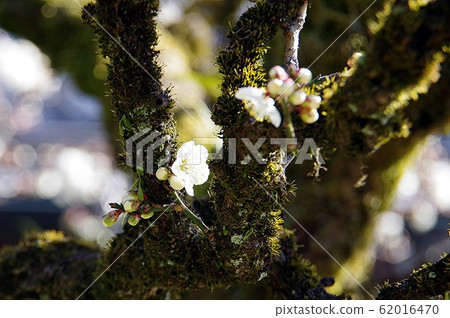 New branch flowers on old mossy plum tree New branch flowers on old mossy plum tree 62016470
