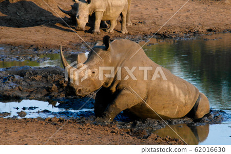 Portrait of white rhinos in the Mkhaya Game Portrait of white rhinos in the Mkhaya Game 62016630