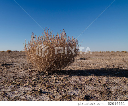 Landscape of aralkum desert as a bed of former 62016631