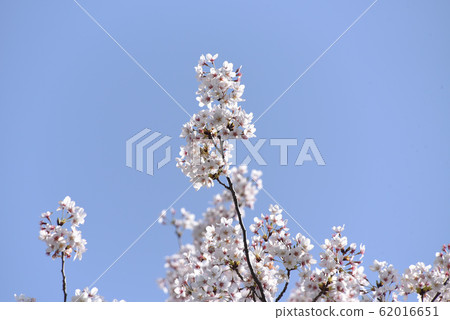 Cherry Blossoms Cherry Blossoms 62016651